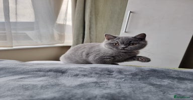 British Shorthair cats - Advert 5