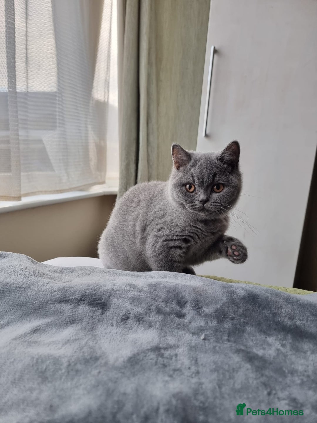 British Shorthair cats for sale: LAST Blue Female BSH Ready To Go Now GCCF Pedigree - Advert 2