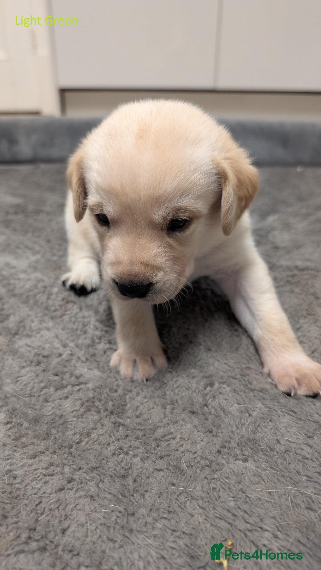 Labrador Retriever dogs for sale: Gorgeous Yellow Labrador Puppies - Image 12