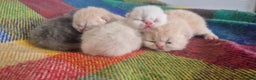 Mixed Breed cats for sale: Persian x british short hair - Advert 5