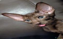 Oriental cats for sale: Stunning oriental kittens  - Image 1