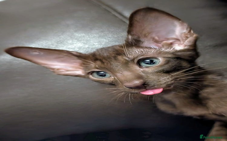 Oriental cats - Advert 1