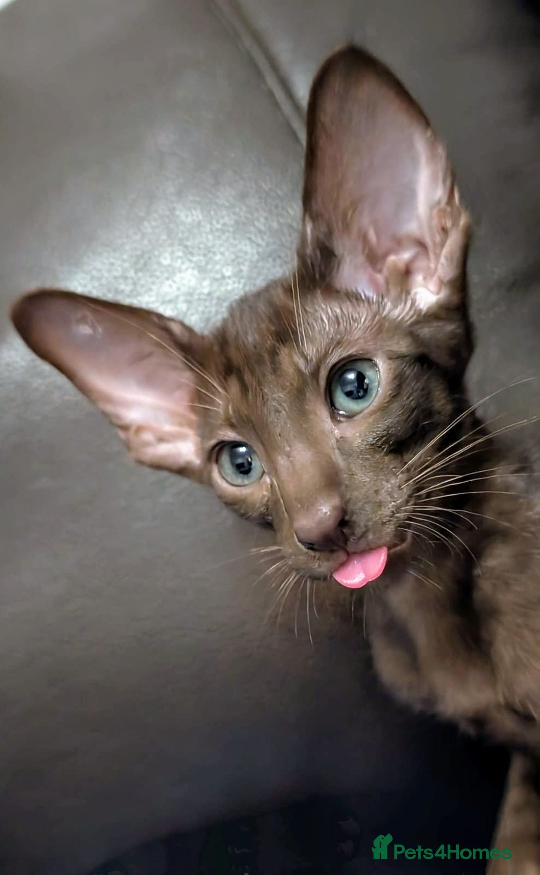 Oriental cats for sale: Stunning oriental kittens  - Image 1