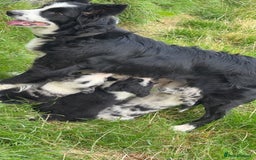 Border Collie dogs for sale: Beautiful border collie pups - Image 7
