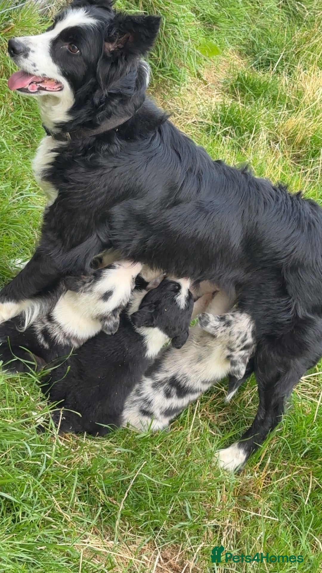 Border Collie dogs for sale: Beautiful border collie pups - Image 7