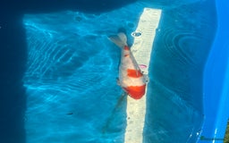 Koi Carp fish for sale: Various koi carp for sale  - Image 14