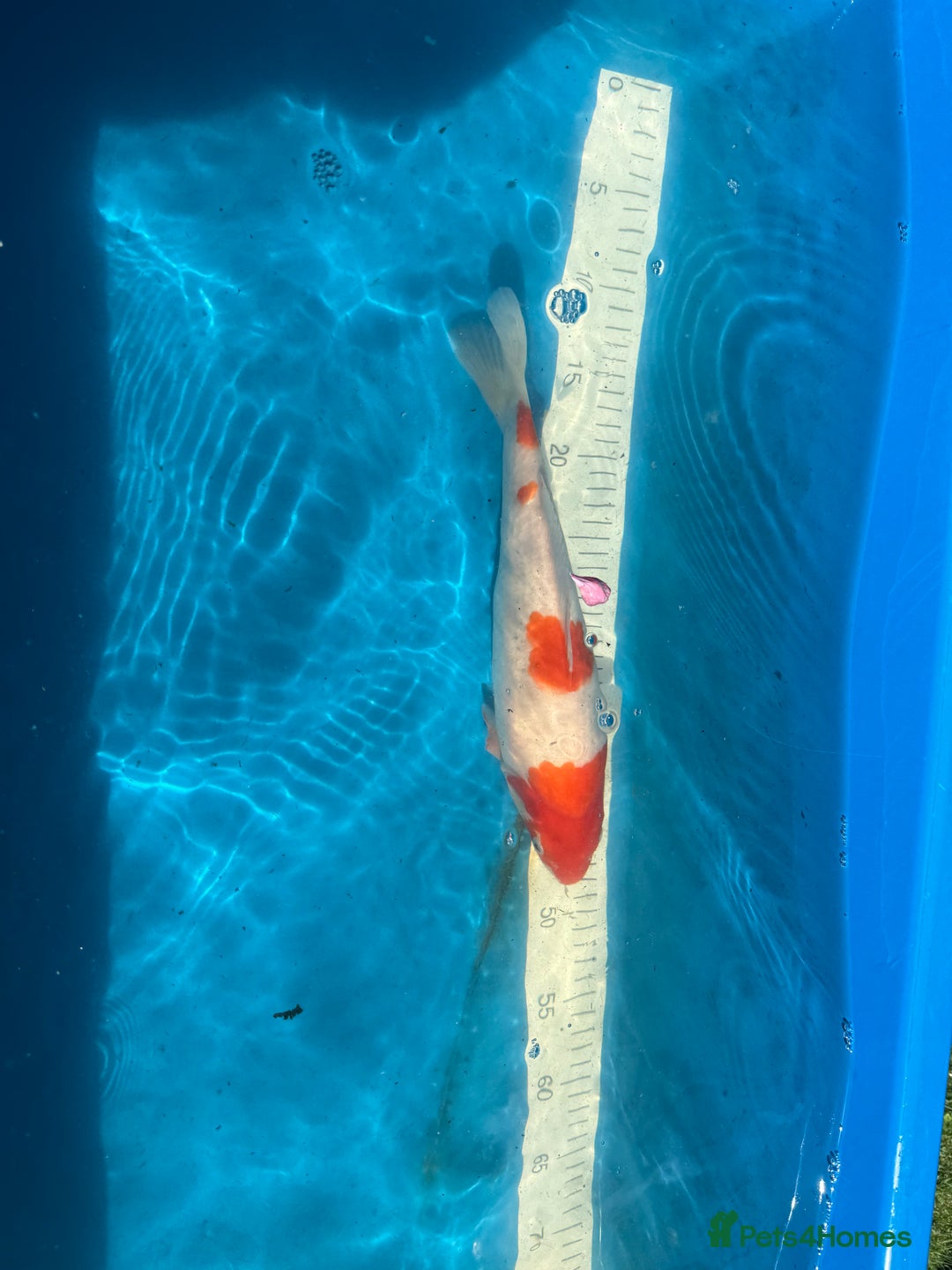 Koi Carp fish for sale: Various koi carp for sale  - Image 14