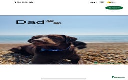 Labrador Retriever dogs for sale: 🐾 Beaytiful KC Labrador puppies!🐾 - Advert 14