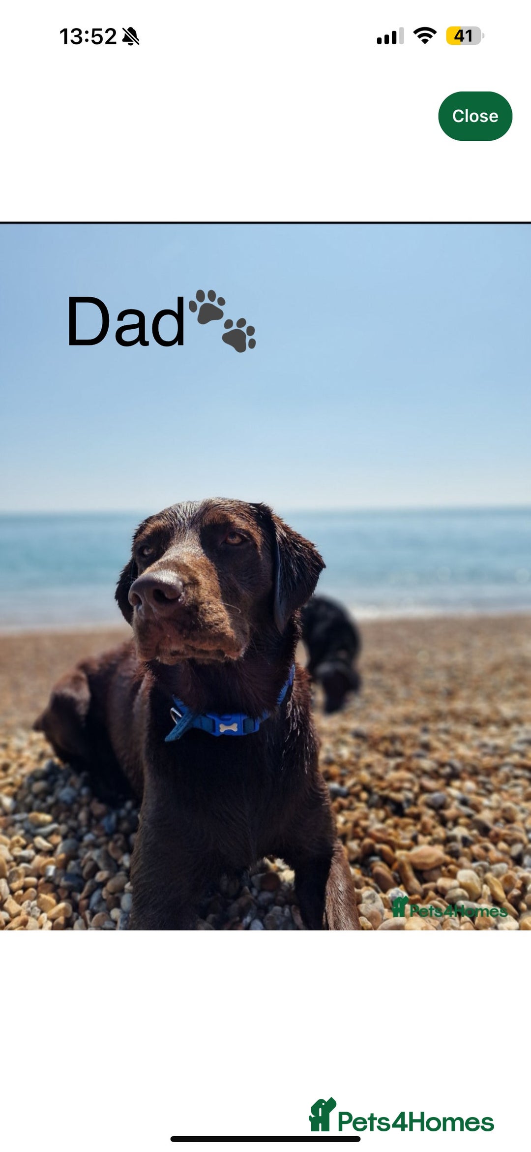 Labrador Retriever dogs for sale: 🐾 Beaytiful KC Labrador puppies!🐾 - Advert 14