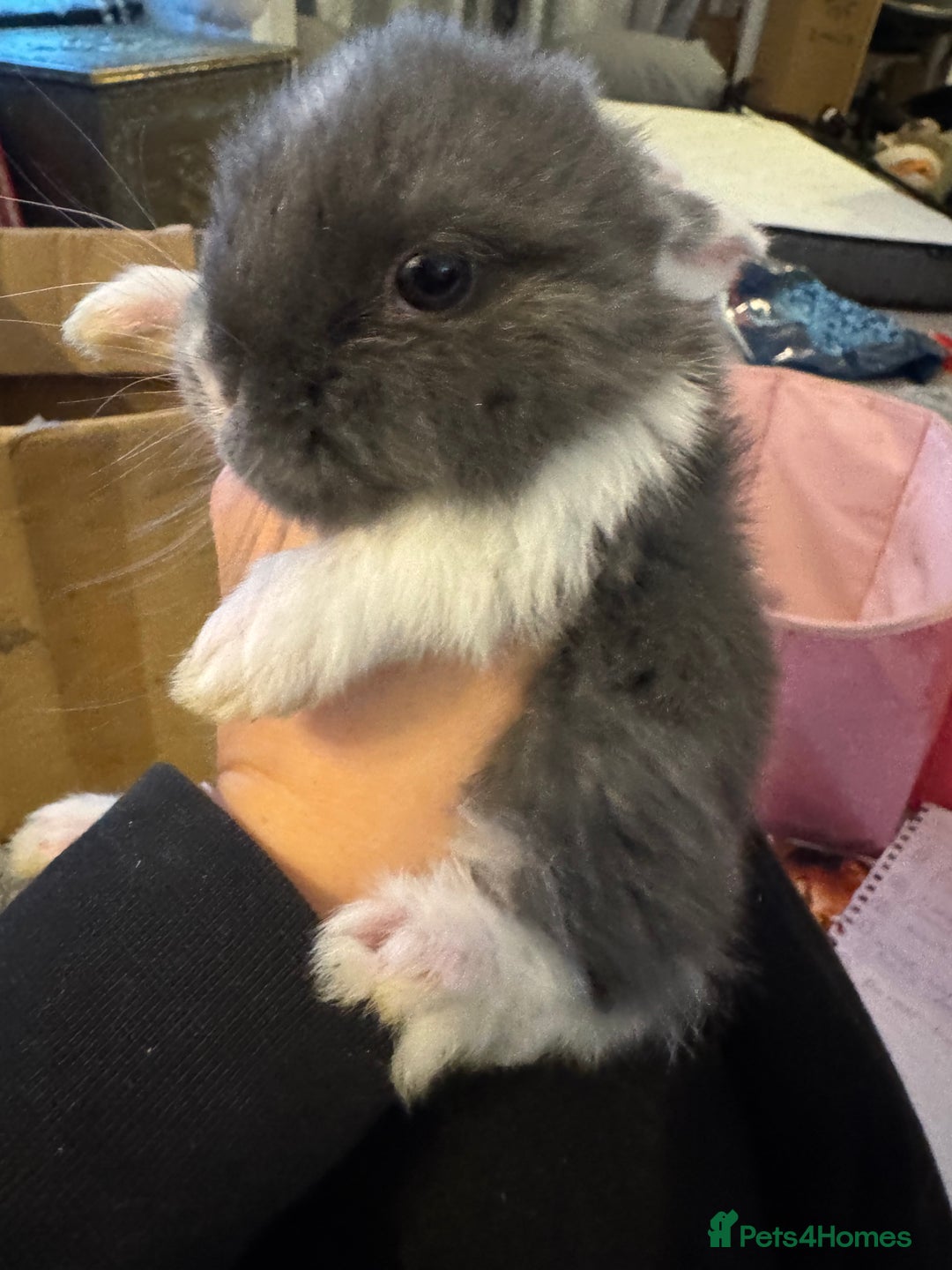 Mini Lop rabbits for sale: Mini lop baby bunnies  - Advert 5