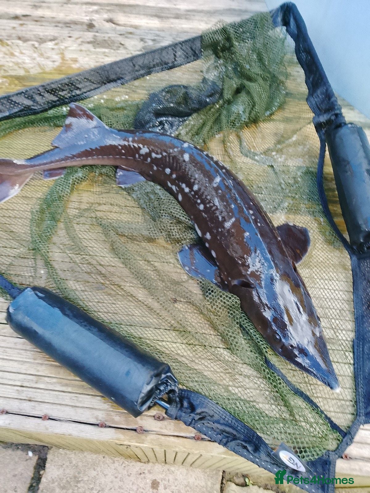 Other/Mixed Breed fish siberian sturgeon  - Advert 1