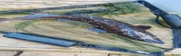 Other/Mixed Breed fish for sale: siberian sturgeon  in Rugby - Advert 1