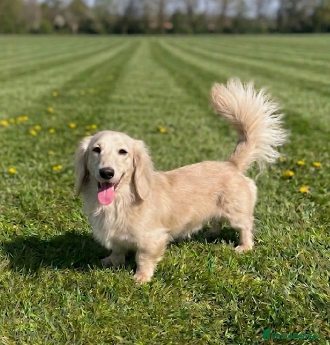 Miniature Dachshund dogs for stud: CREAM MINIATURE DACHSHUND  - Advert 2