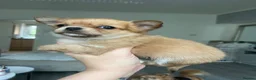 Chihuahua dogs for sale: ❌❌❌ STUNNING CHIHUAHUA PUPs ❌❌❌ - Advert 3