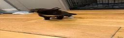 Mixed Breed cats for sale: Persian x - Advert 7