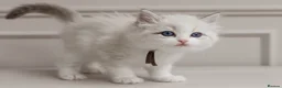 Ragdoll cats for sale: Best Ragdoll kittens - Advert 13