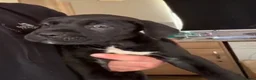 Mixed Breed dogs for sale: Cane Corso - Advert 22