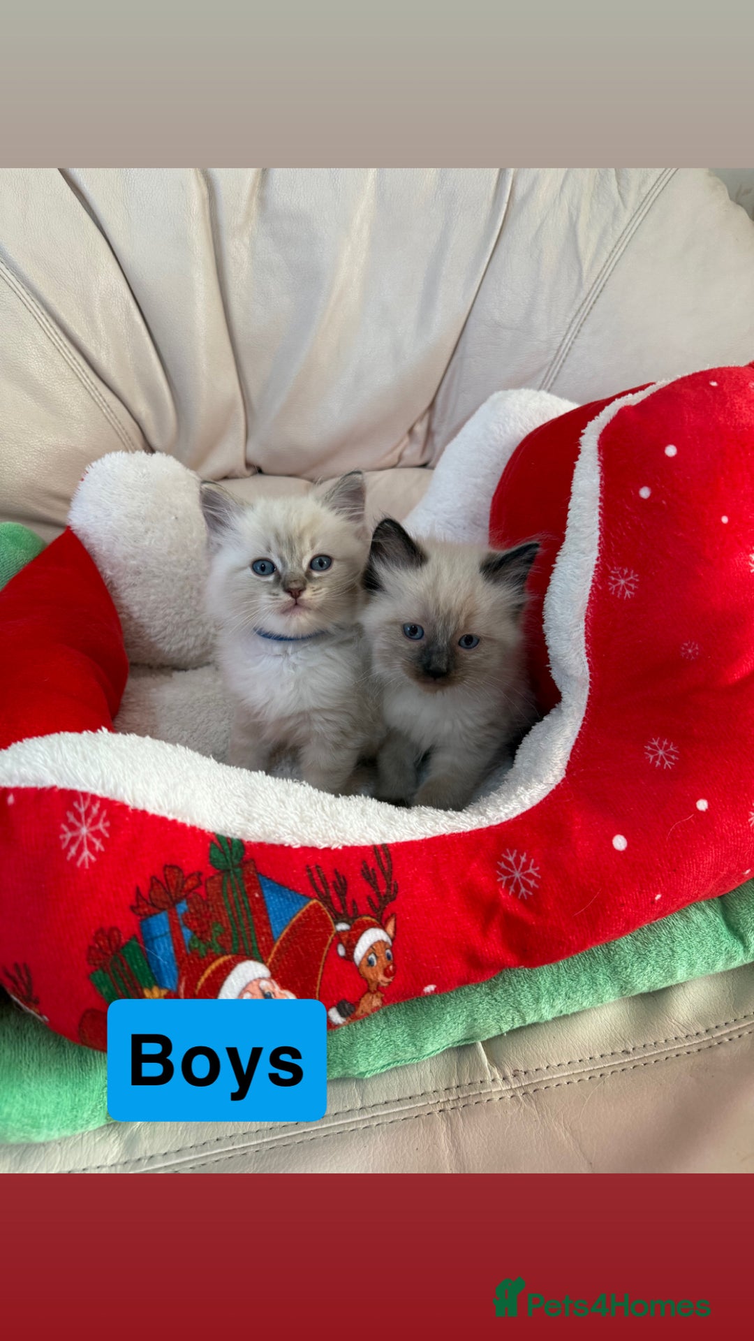 Ragdoll cats for sale: Stunning litter of ragdoll kittens  - Advert 10