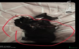 Mixed Breed cats for sale: 2 beautiful kittens left mixed breed - Image 3
