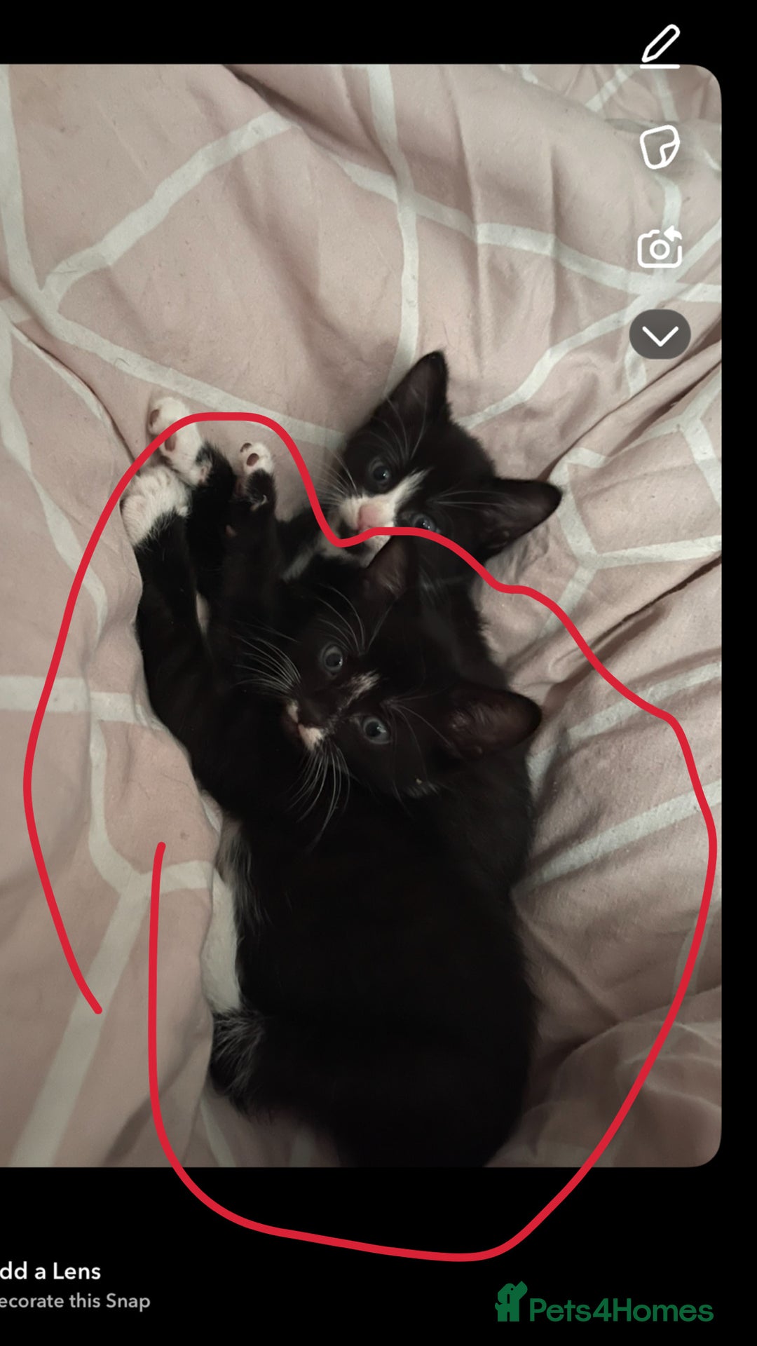 Mixed Breed cats for sale: 2 beautiful kittens left mixed breed - Image 3