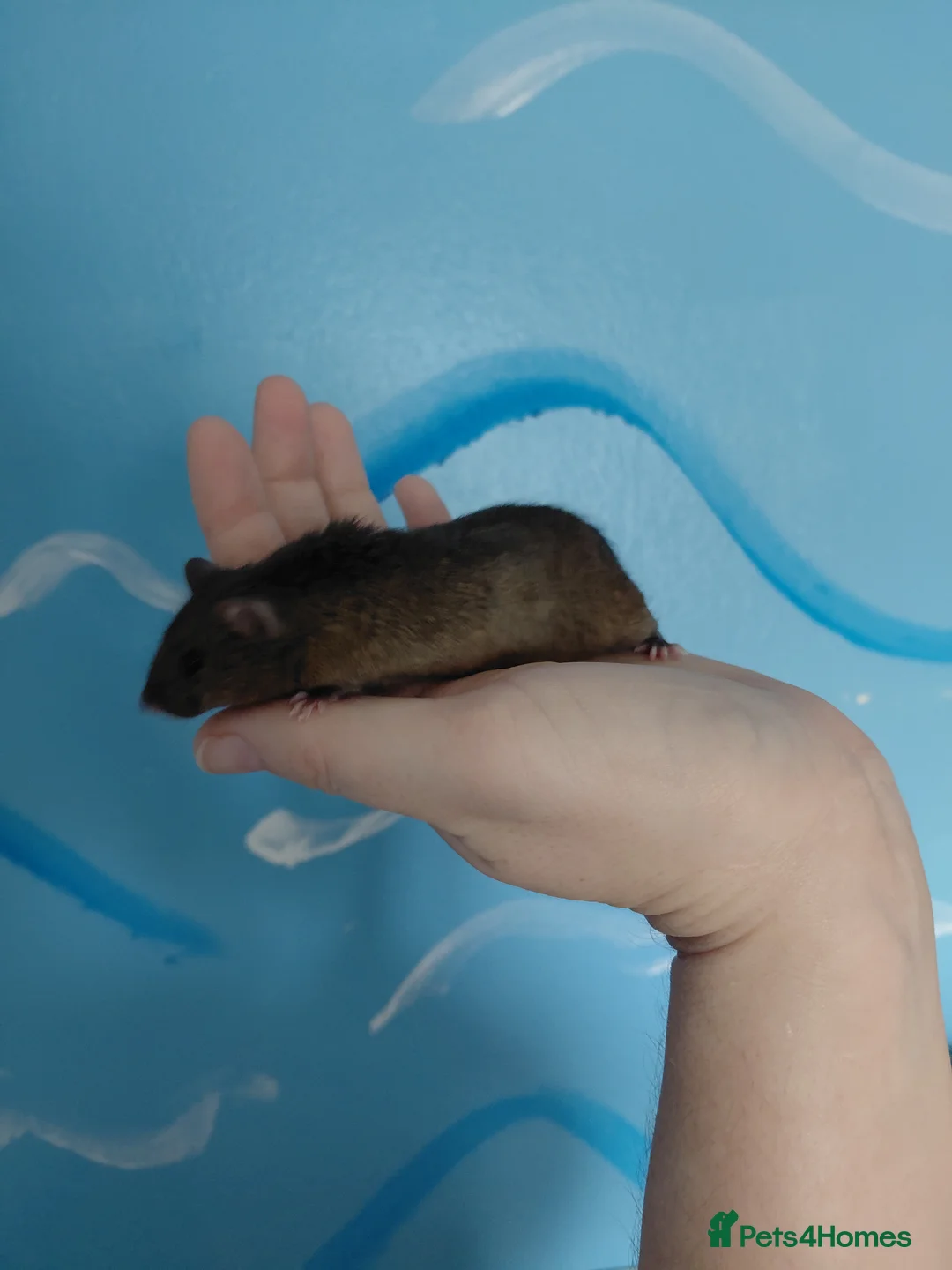 Mouse rodents for sale: Gorgeous brown mouse - Advert 2