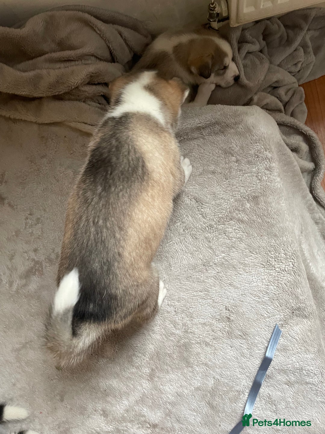 Siberian Husky dogs for sale: Siberian Husky Puppies  - Advert 20