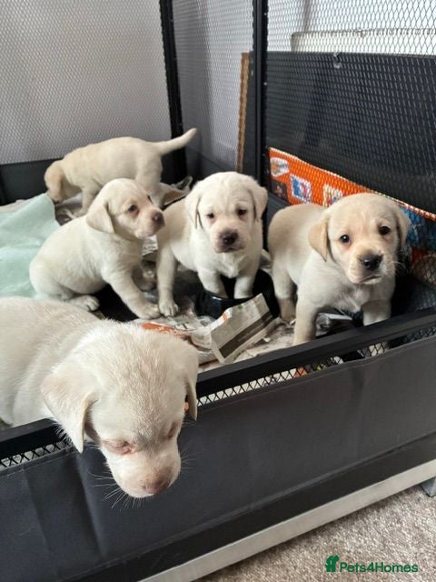 Labrador Retriever dogs Super Pedigree Labrador Puppies - Advert 14