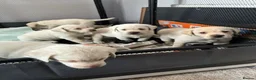 Labrador Retriever dogs for sale: Super Pedigree Labrador Puppies - Advert 6