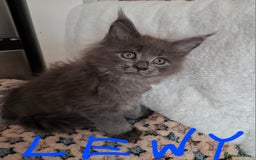Maine Coon cats for sale: Gorgeous Maine Coon Kittens-Champion Bloodlines - Image 12