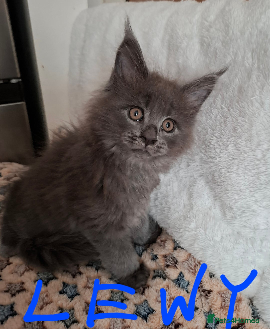 Maine Coon cats for sale: Gorgeous Maine Coon Kittens-Champion Bloodlines - Image 12