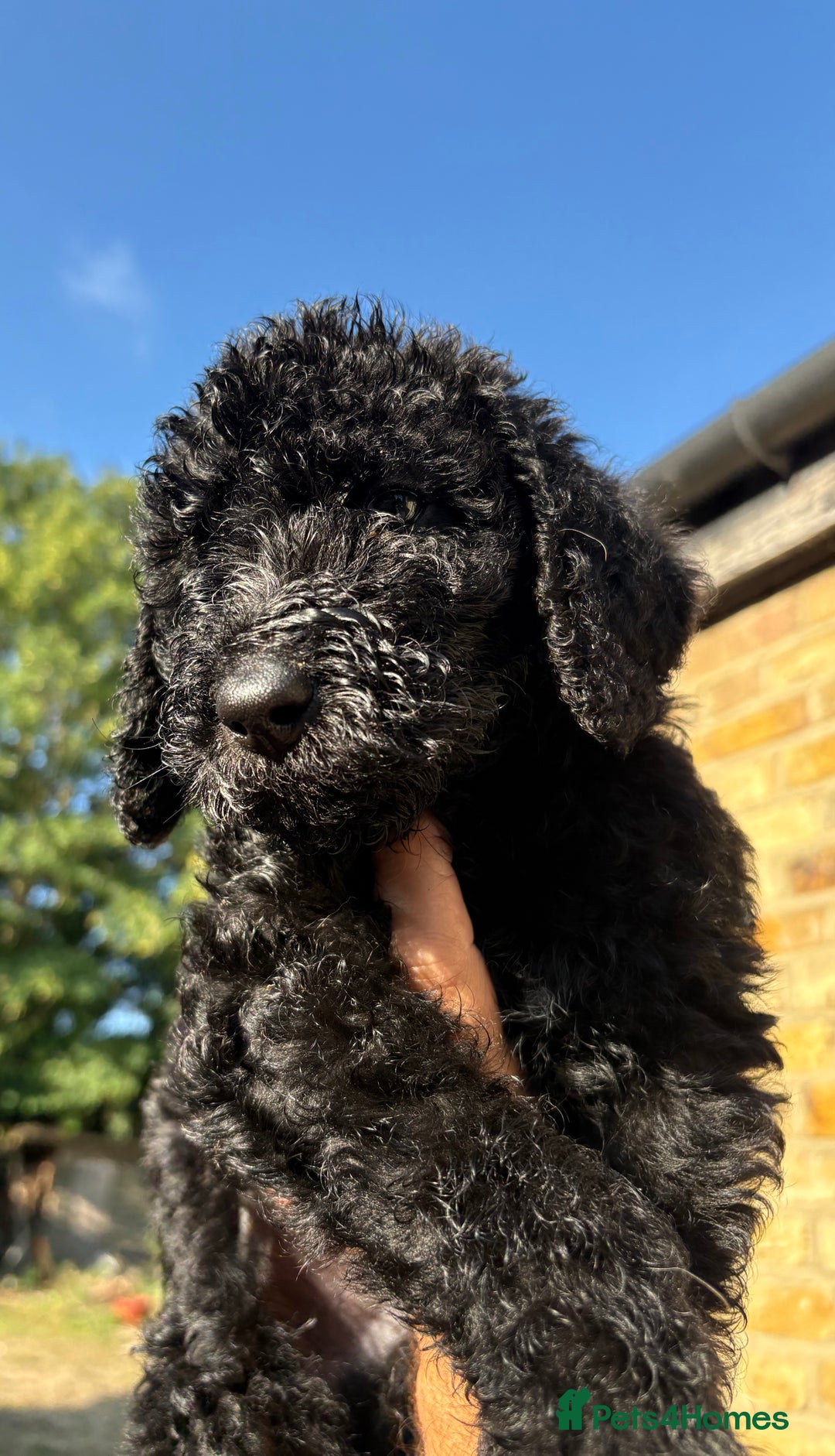 Labradoodle dogs for sale: F1B Labradoodles: available from Aug 2nd. in Uxbridge - Image 3