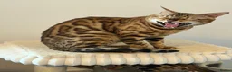 Bengal cats for sale: Absolutely stunning Bengal cat  - Advert 5