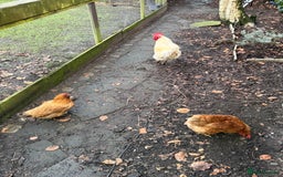 Chickens poultry for sale: Mixed Flock  - Image 1