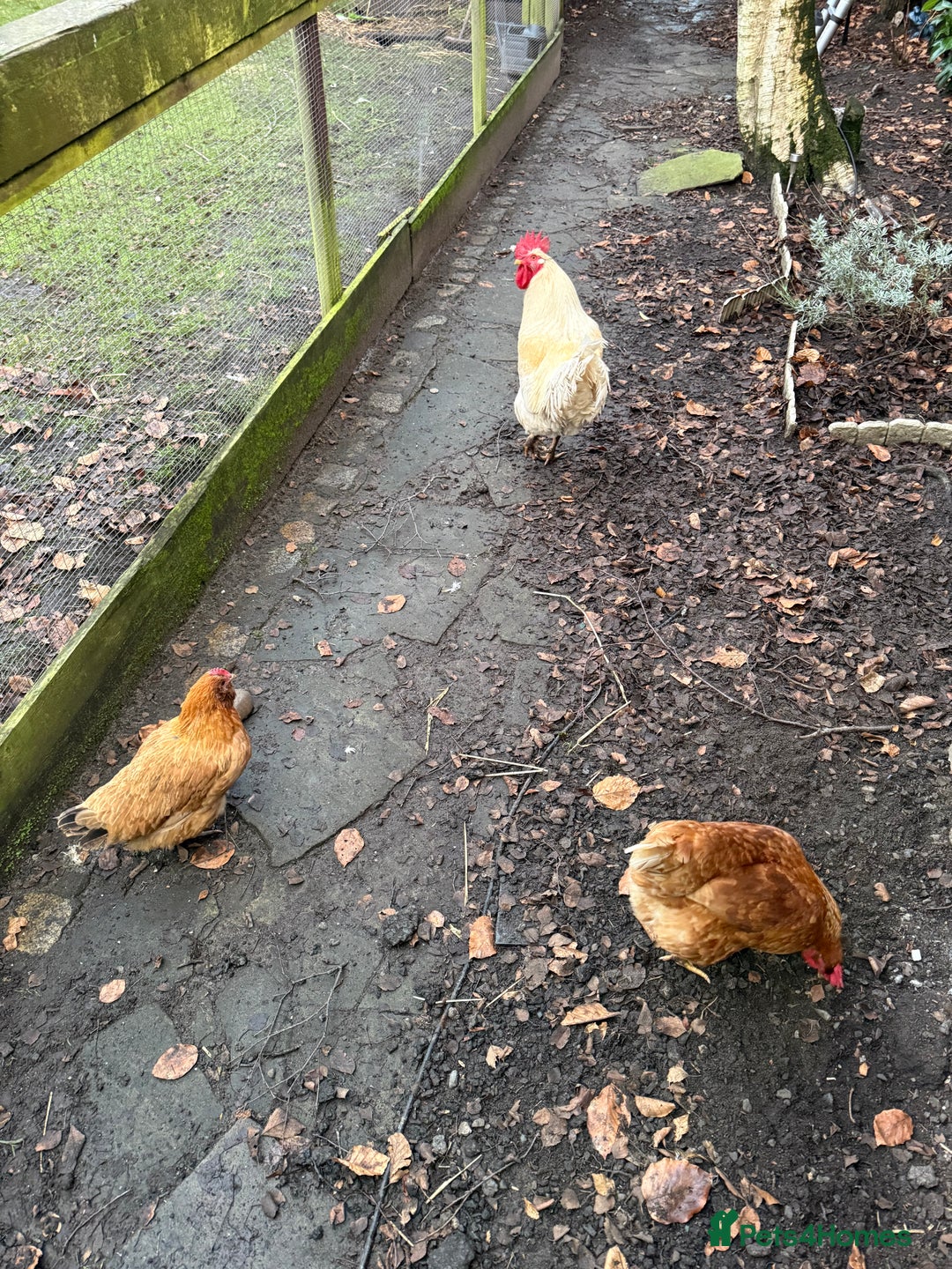 Chickens poultry for sale: Mixed Flock  - Image 1