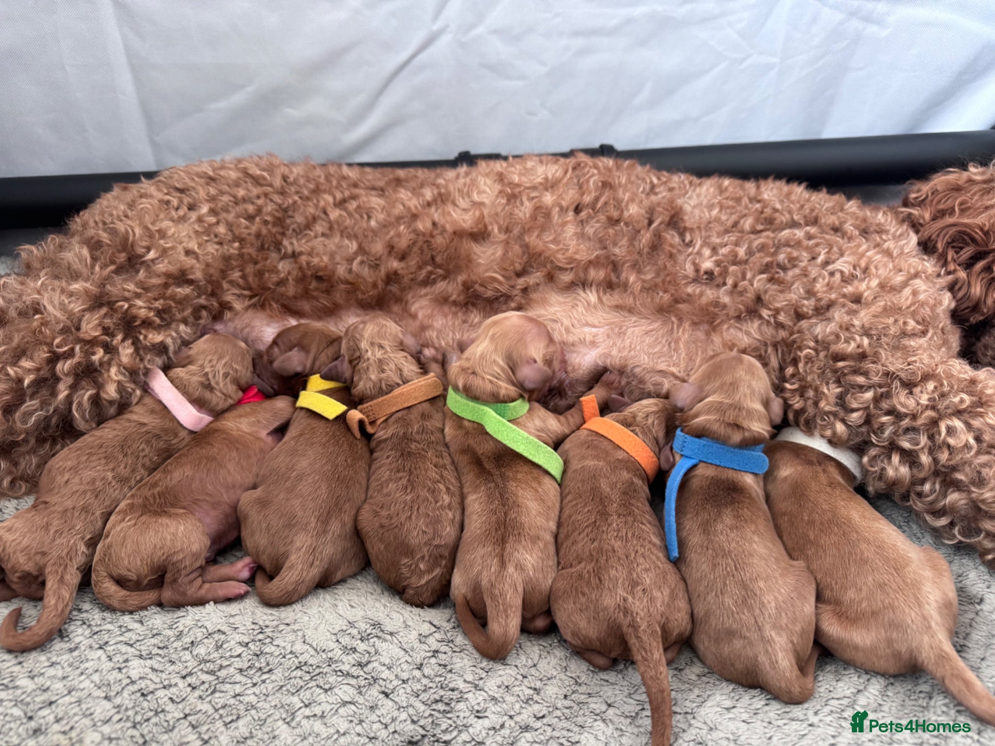 Mini Goldendoodle dogs Mini goldendoodle puppy’s ✨licensed breeder  - Advert 6