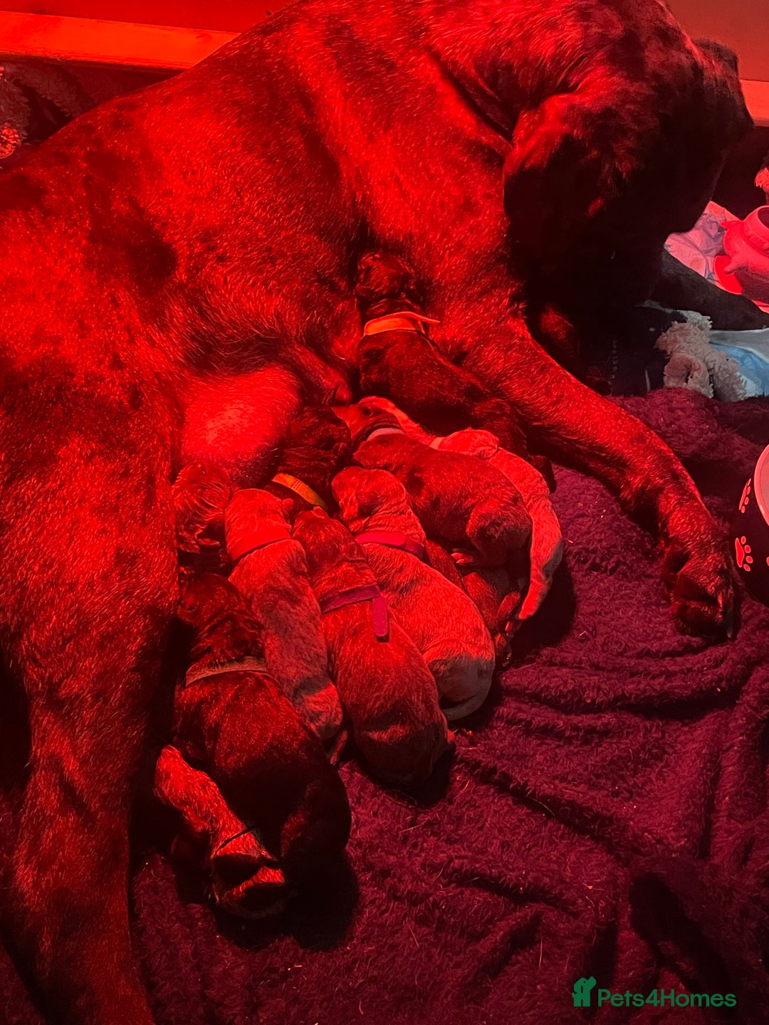 Cane Corso dogs for sale: Harlequin cane corso x pedigree cane corso puppies - Advert 3