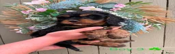 Cavapoo dogs for sale: Stunning litter of Cavapoos  - Advert 5