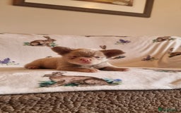 French Bulldog dogs for sale: Adorable pink and fluffy french bulldogs puppies  - Image 9