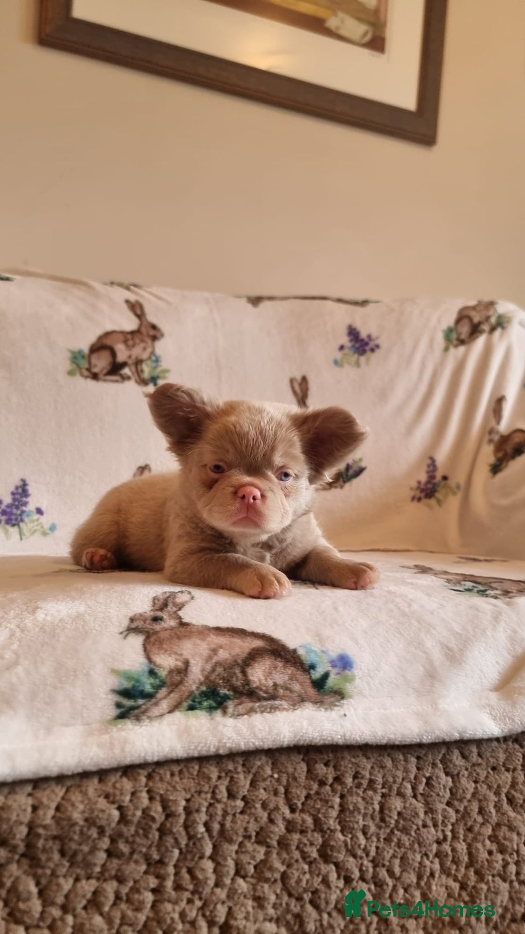 French Bulldog dogs for sale: Adorable pink and fluffy french bulldogs puppies  - Image 9