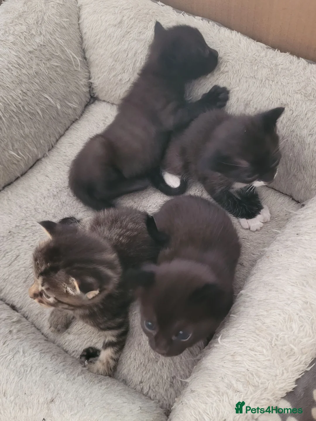 Mixed Breed cats for sale: Cute mixed breed kittens for sale in London - Advert 2