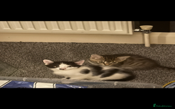Domestic Shorthair cats for sale: 4 beautiful kittens, £100 each!! - Image 7