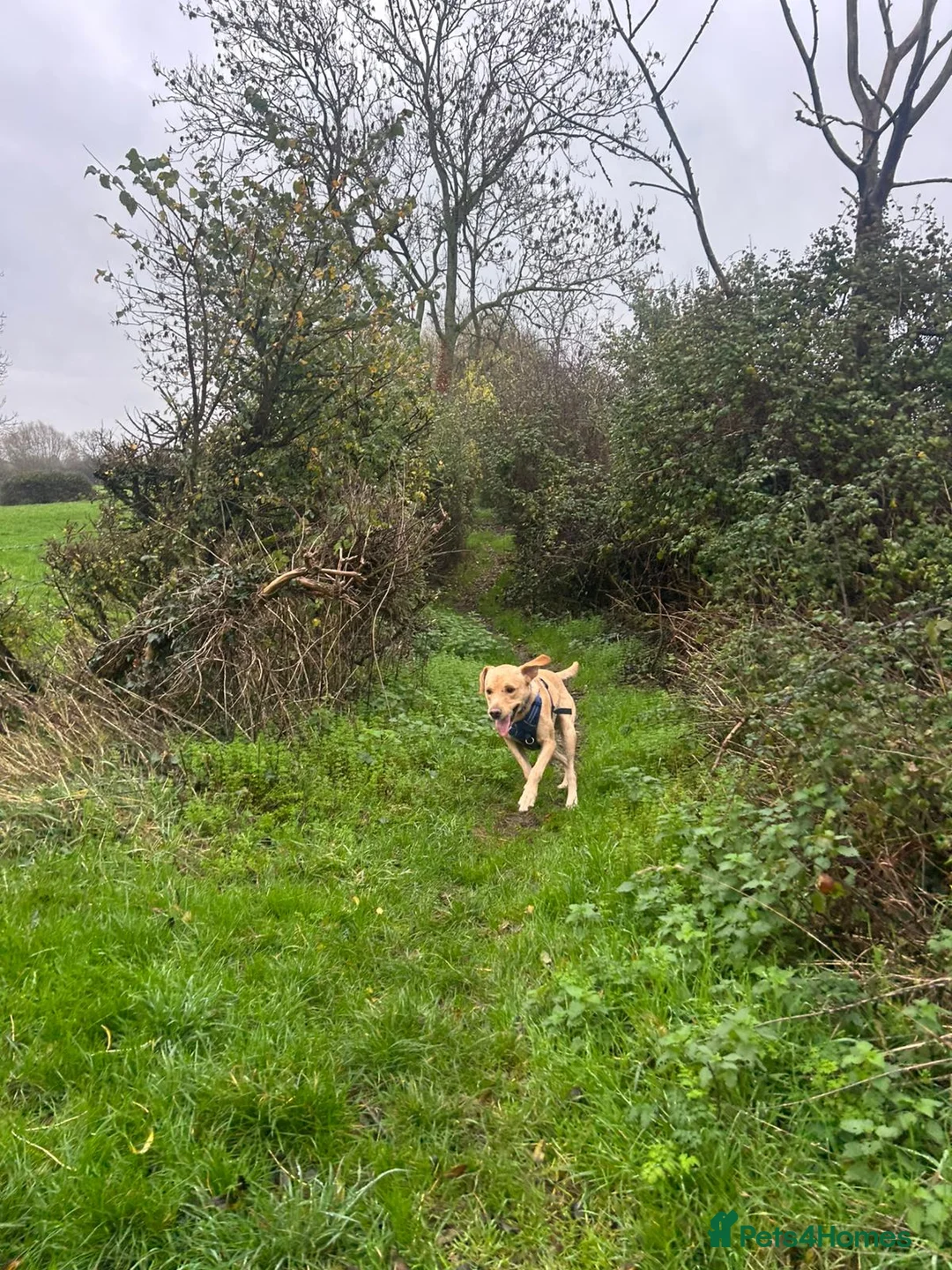 Labrador Retriever dogs for stud: Gorgeous KC Purebred Yellow Labrador For Stud - Advert 22