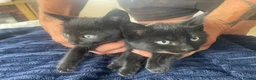 Mixed Breed cats for sale: Ready to go kittens  - Advert 4