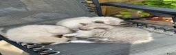 Ragdoll cats for sale: Ragdoll Cherubim Mink Kittens TICA - Advert 10