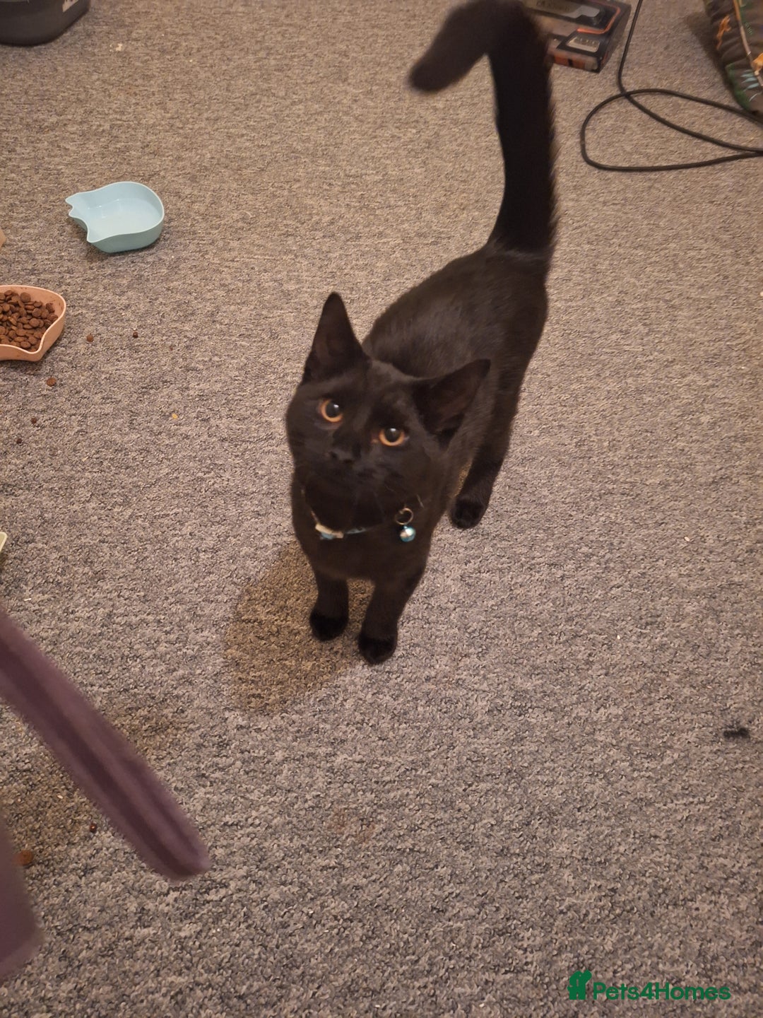 Ragdoll cats for sale: 2 bonded pair of boys  - Advert 3