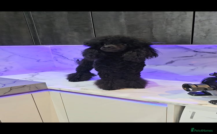 Toy Poodle dogs in Blackburn - Advert 3