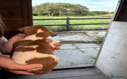 Jack Russell dogs for sale: Jack Russell puppies 5 boys left - Image 32