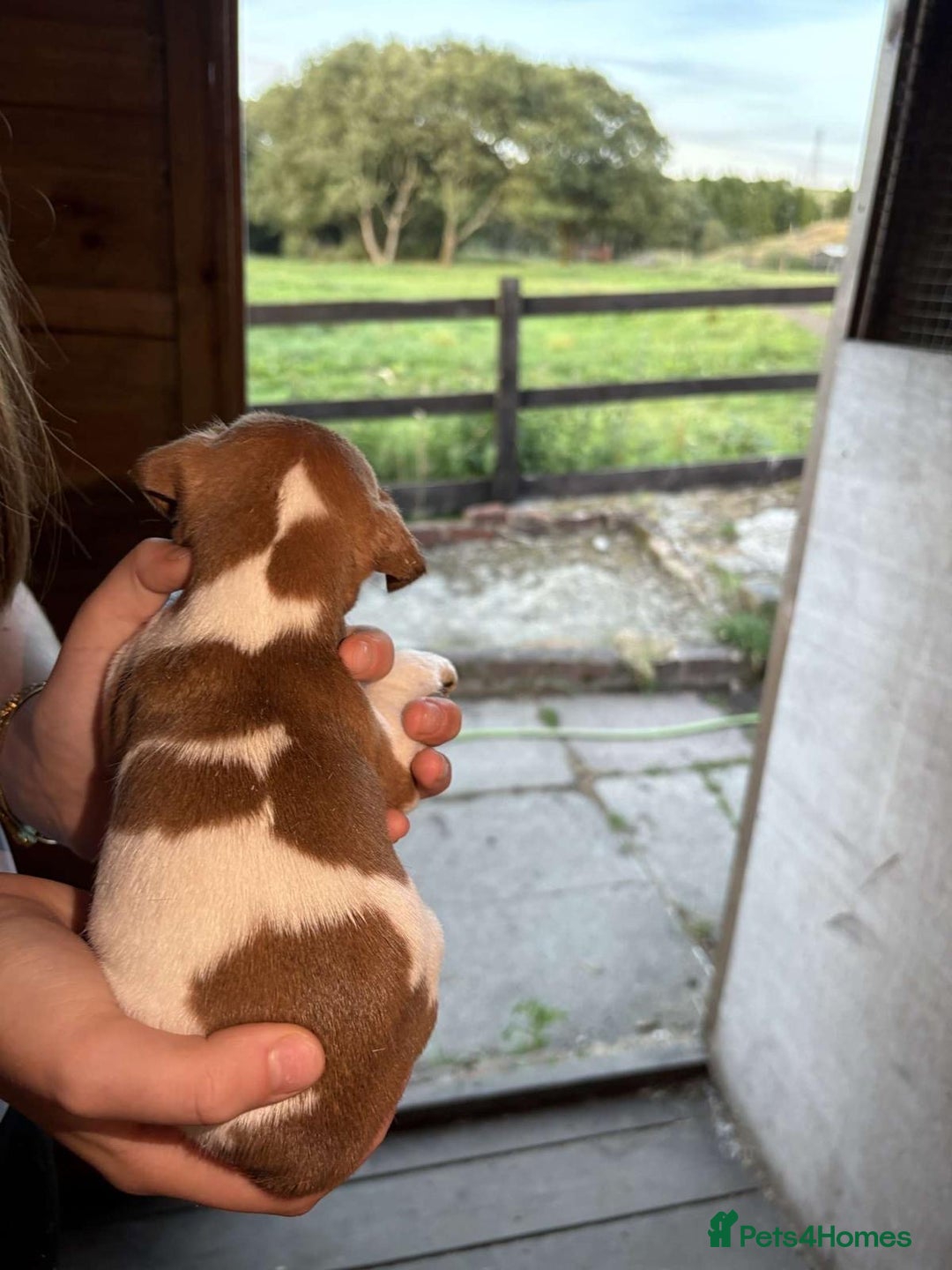 Jack Russell dogs for sale: Jack Russell puppies 5 boys left - Image 32