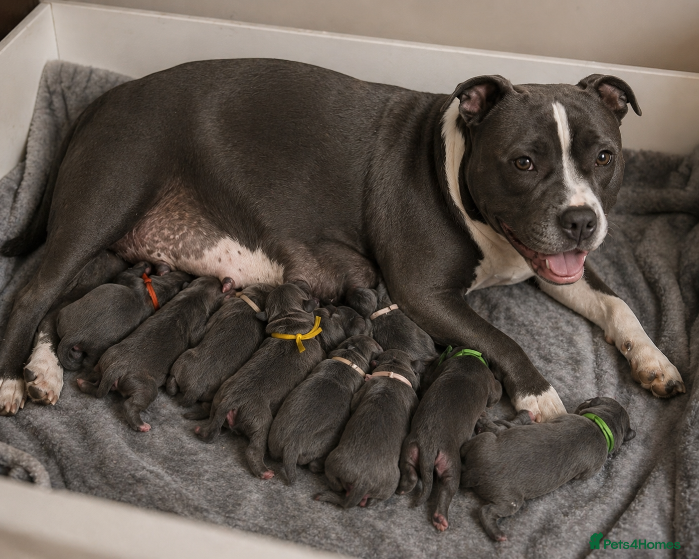 Staffordshire Bull Terrier dogs 👉 KC Blue Staffy Puppies – DNA Clear🔥 - Advert 4