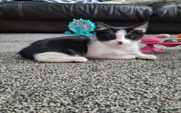 British Shorthair cats for sale: Here I have 4 beautiful kittens  - Image 8